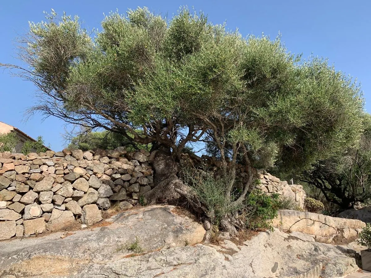Pensjonat Stazzu Nuraghe Mannucciu Rena Majore Gospodarstwo wiejskie